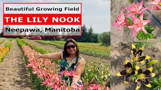 The Lily Nook Growing Field | Neepawa, Manitoba | In Out & About Channel #lilydaze #lilies #lilynook