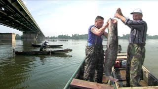 Alasi sa Dunava kod Beograda - Renato Grbić - Lov soma kod Beograda | Fishing catfish