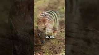 Interesting Facts About The Numbat