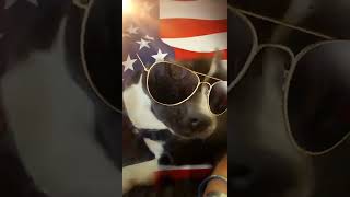 Boston Terrier Trixy happy 4th