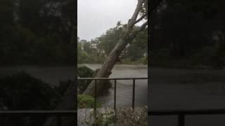 Huge tree falling! Hurricane mathew