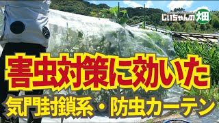 ダニ対策、ウリハムシ、テントウダマシ対策に効いた！夏野菜に効果があったおすすめの害虫防除策。7/21