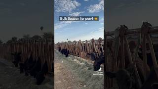 Nice group of heifers and steers 🤠 #skylarfarming#farmlife#cattle#cowboys#cowgirls