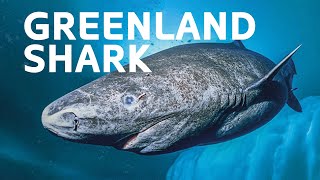 The 400-Year-Old Artic Greenland Shark | Ocean Wildlife Documentary