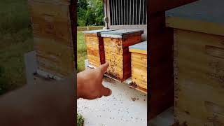 Catching a Honey Bee Swarm