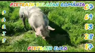 Porci de carne Vieri pentru monte Purcei frumoși Monte artificiale Material seminal #cretan