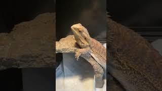 Adorable bearded dragon!