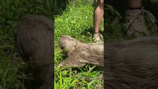 Fraguei esse Bicho-Preguiça atravessando a rua no litoral 😳