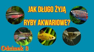 Jak długo żyją RYBY AKWARIOWE? Ciekawostki akwarystyczne / Część 3