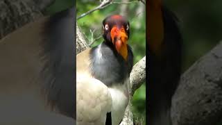 king- vulture (urubu-rei)