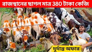 দুর্দান্ত অফার রাজস্থানের ছাগল মাত্র 380 টাকা কেজি এখন পশ্চিমবঙ্গে।