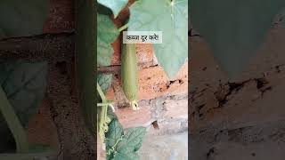 Sponge gourd:Torai k fayde #shorts #viral #shortvideo #healthy #weightloss #healthtips#youtubeshorts