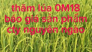 Báo giá sản phẩm, và thăm lúa nông dân. #nguyễnngào