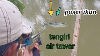 HA!!!..TENGIRI air tawar gak bahaya ta?...FRESHWATER MACKEREL