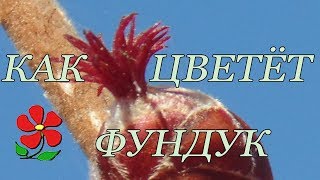 Как цветёт фундук (лещина, орех лесной).