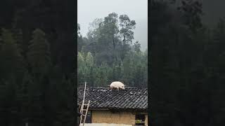 I'm On Watch Dude 🐷💂‍♂️   #viral #interestingvideos #funny