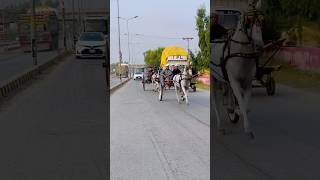 Getting ready for the race |#horse #shortvideo