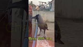 টিনের চালে কাক আমিতো অবাক | Tiner Chale Kak #funny #shorts #short