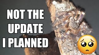 Poecilotheria Subfusca Lowland Update - Not Good News 😥