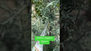 24-180 — Carolina Sapphire Cypress