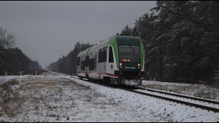 Ośnieżony podlaski żubr | SA133-009