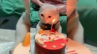 very cute cat's funny cat clips 🤣😘❤️(3)