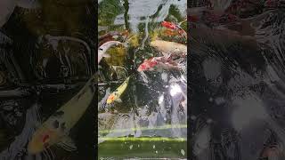 #wildlife  #series  91#beautiful  #colorful  #fish  in pond