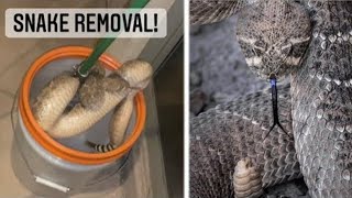 Removing a Rattlesnake that Bit a Dog