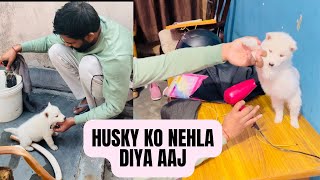 Husky ko nehla diya or pitti ka doodh bhi nakala aaj.