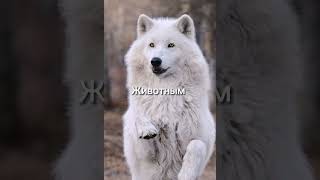 | хз, может кому и зайдёт¯\_(ツ)_/¯ | #edit #rek #fupツ #shorts #youtube #вреки #tiktok #comment