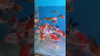 koi carp in stock