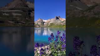 wildflowers #adventure #adventuretravel #mountains #earth #hiking #shorts #alpinelake