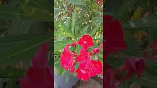 oleander merah putih