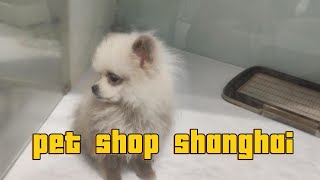 Pet Shop Shanghai