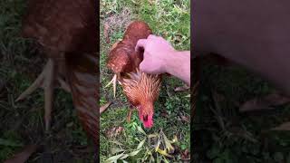 #chickens