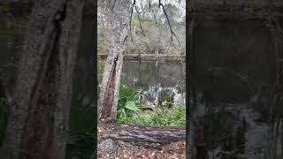 Camping by the Santa Fe River,FL.