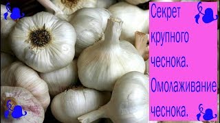 Секрет крупного чеснока. Омолаживание чеснока. Хранение чеснока. Сад и огород выпуск 200