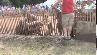 2014 - PART 3 - Wisconsin Horrible Pig Wrestling for St. Patrick's Catholic Church