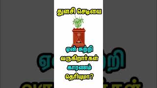 துளசி செடியை சுற்றி வருவதற்கு பின்னால் இருக்கும் அறிவியல் காரணம் உங்களுக்கு தெரியுமா?