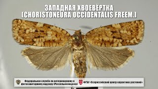 Западная хвоевёртка (Choristoneura occidentalis Freem.)