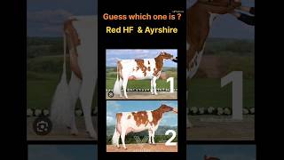 which one is Red HF & Ayrshire ? #vetvlogs