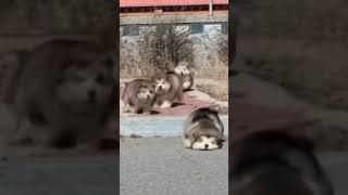 Cute Little Puppy Race #shorts #cute #puppy #dog #malamute