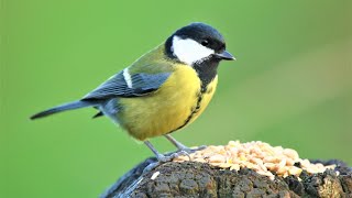 The Beauty of Nature - Chickadees & Tits