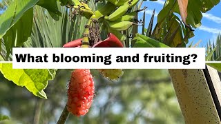 Tropical fruit trees. What blooming and fruiting now?