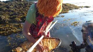 Domino essaie de pêcher des crevettes