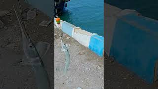 Perlawanan ikan ini ternyata bikin nagih😱😱😱#vidioshort #mancing #viralvideo