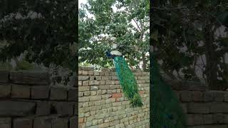 Beauty of thar | Beautiful Bird Peacock