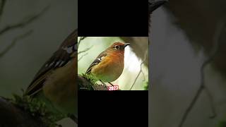 Abyssinian Ground Thrush VS 5000 BCE Abyssinian Ground Thrush. #birds