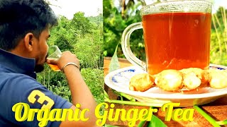 Ginger Tea  : How to make ginger tea sri lankan style , Best Ginger tea Recipe , village food recipe