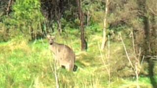 Backyard Kangas.mp4